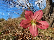 55 Helleborus niger (Ellebori) in piena rossa fioritura